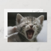 Kitten Yawning Postcard Postkarte (Vorne/Hinten)