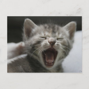 Kitten Yawning Postcard Postkarte