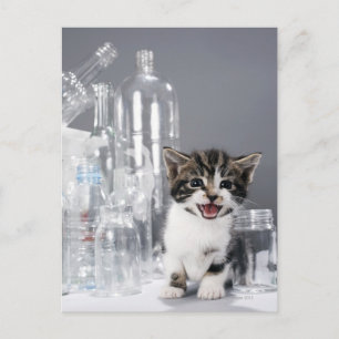 Kitten zwischen gerecycelt Flaschen und Gläsern Postkarte