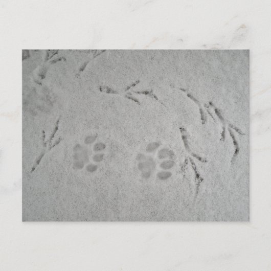 Kittenpflaster und Vogelspuren im Schnee - Postkar Postkarte (Vorderseite)