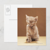 Kittenpflege Postkarte (Vorne/Hinten)