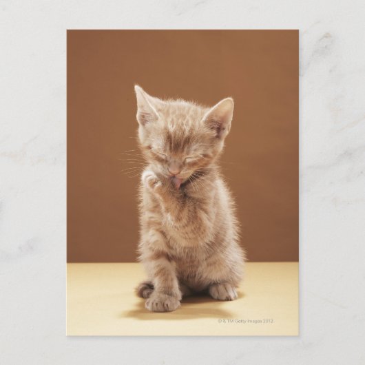 Kittenpflege Postkarte (Vorderseite)