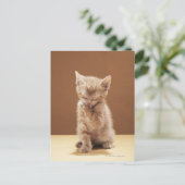 Kittenpflege Postkarte (Stehend Vorderseite)
