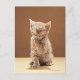 Kittenpflege Postkarte