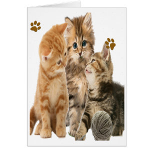 Kittens at play products