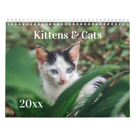 Kittens & Cats Kalender (Titelbild)