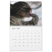 Kittens & Cats Kalender (Mär 2027)