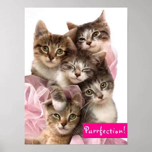 Kittens in Tutus Poster (Vorne)