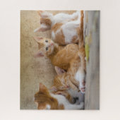 Kittens Jigsaw Puzzle (Vertikal)