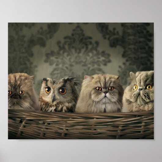 Kittens Poster (Vorne)