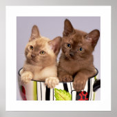 Kittens Poster (Vorne)