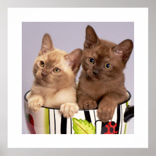 Kittens Poster