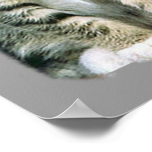 Kittens Poster (Ecke)