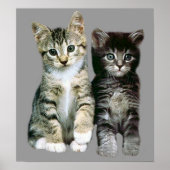Kittens Poster (Vorne)