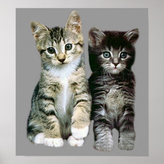 Kittens Poster (Vorne)