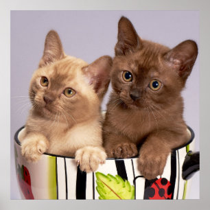 Kittens Poster