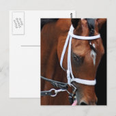 Kitten's Queen von Kittens Joy Postkarte (Vorne/Hinten)