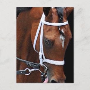 Kitten's Queen von Kittens Joy Postkarte