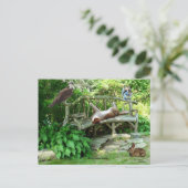 Kittens Wildlife Friends Postcard Postkarte (Stehend Vorderseite)
