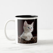 kittens zweifarbige tasse (Links)