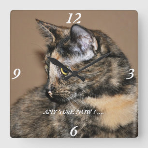 Kitties Any Time Now Wall Clock ! Quadratische Wanduhr