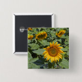 Kittitas County, Sunflower Field Button (Vorne & Hinten)