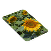 Kittitas County, Sunflower Field Magnet (Rechte Seite)