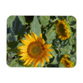 Kittitas County, Sunflower Field Magnet (Horizontal)