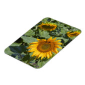 Kittitas County, Sunflower Field Magnet (Linke Seite)