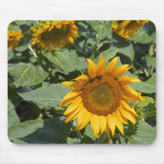 Kittitas County, Sunflower Field Mousepad (Vorne)