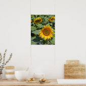 Kittitas County, Sunflower Field Poster (Küche)