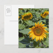 Kittitas County, Sunflower Field Postkarte (Vorne/Hinten)