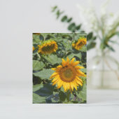Kittitas County, Sunflower Field Postkarte (Stehend Vorderseite)