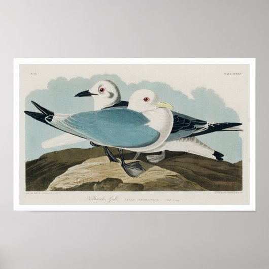 Kittiwake Gull von Audubon Poster (Vorne)