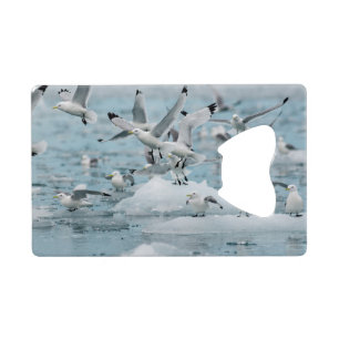 Kittiwakes Flying Geldkarten Flaschenöffner