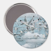 Kittiwakes Flying Magnet (Vorderseite/Rückseite)