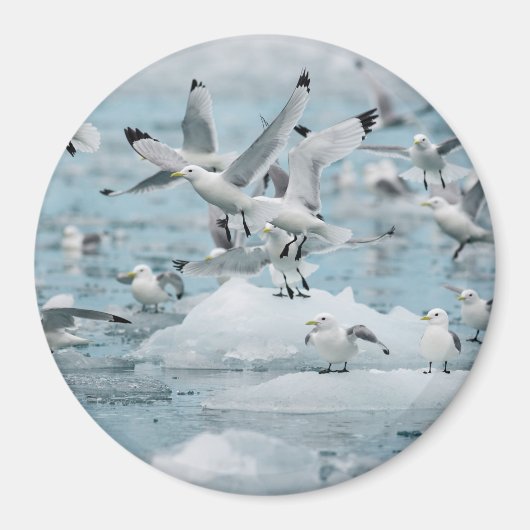 Kittiwakes Flying Magnet (Vorne)