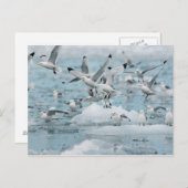 Kittiwakes Flying Postkarte (Vorne/Hinten)