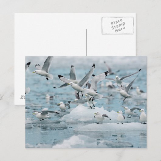 Kittiwakes Flying Postkarte (Vorne/Hinten)