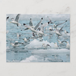 Kittiwakes Flying Postkarte