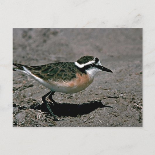 Kittlitz-Liebhaber Postkarte (Vorderseite)
