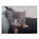 kittty Kalender (Titelbild)