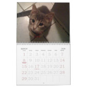 kittty Kalender (Mär 2026)