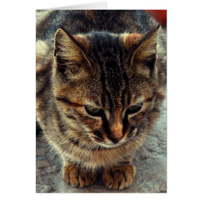 Kitty (Vorne)