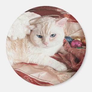 Kitty Angel zu Weihnachten Magnet