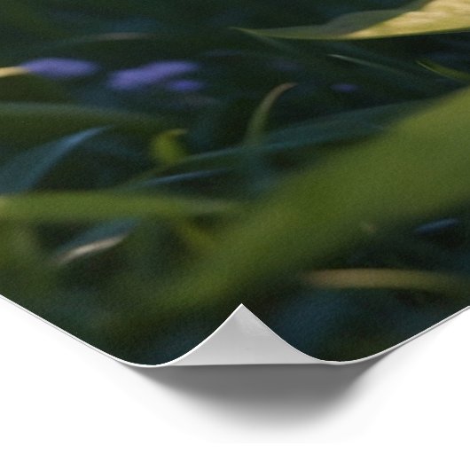 *~* Kitty AP68 5:4 Feline Kitten Cat Ready Poster (Ecke)