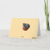 Kitty Baseball Karte (Rückseite)