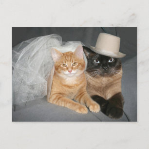 Kitty Bride and Groom Postkarte