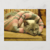 Kitty Burrito Postkarte (Vorderseite)