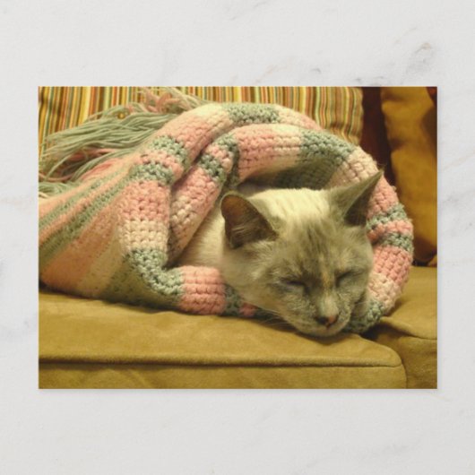 Kitty Burrito Postkarte (Vorderseite)